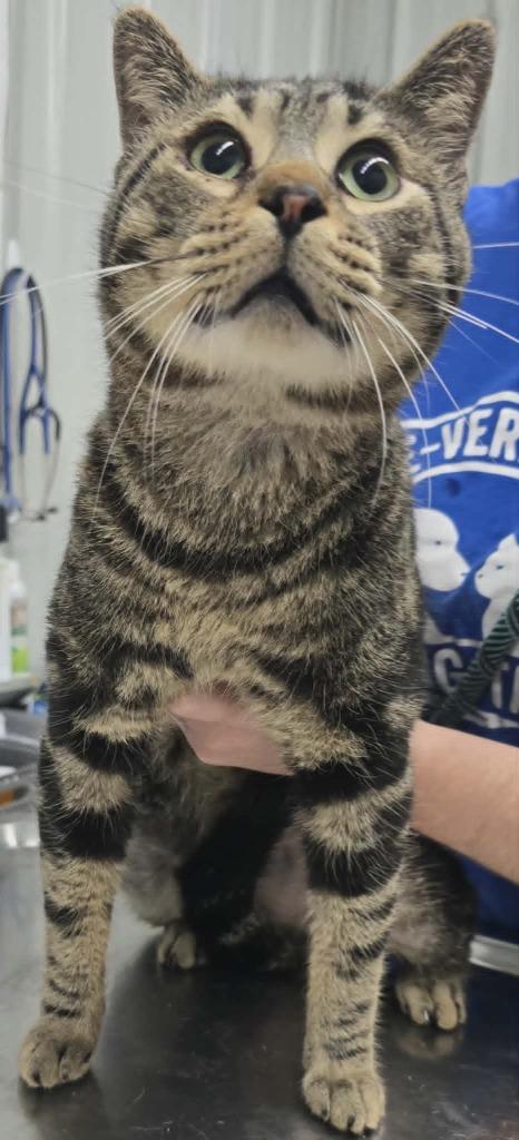 Enlarge Chuck, a Adoptable mixed breed in Hillsdale, IN image 1/1