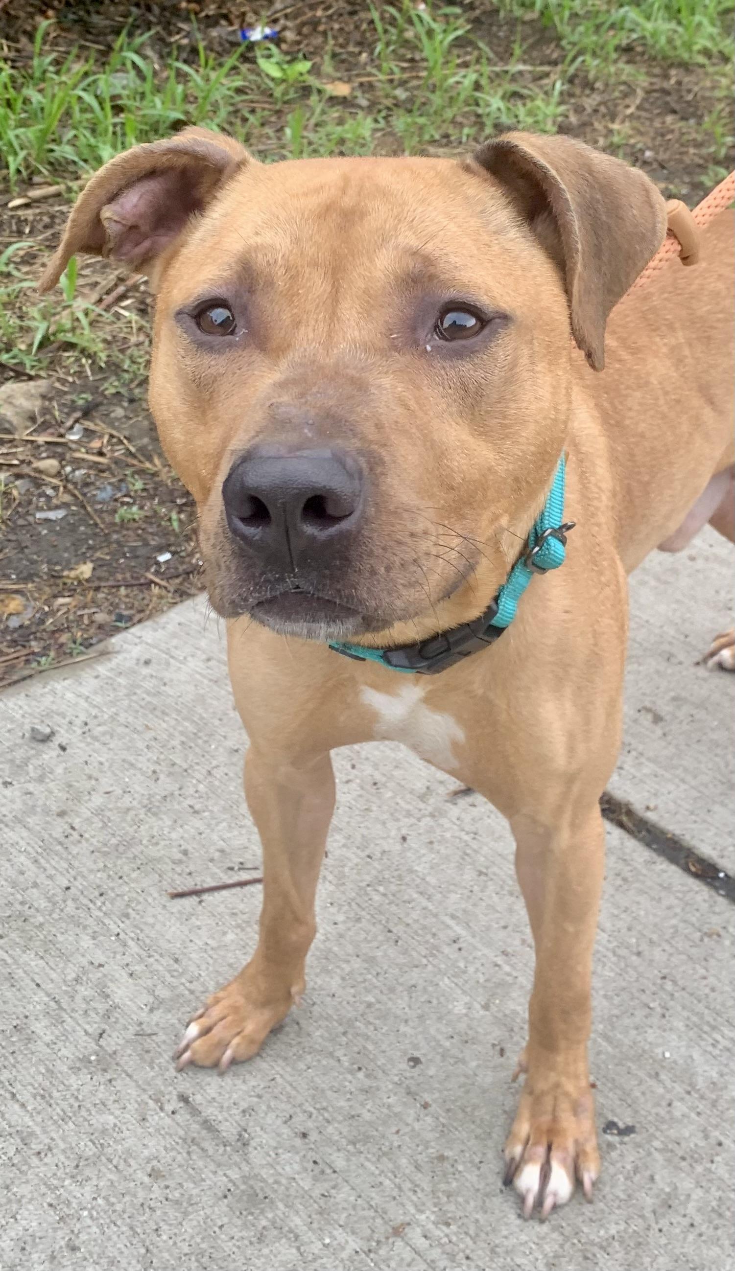 Chance, a ADOPTABLE Mixed Breed in McKeesport, PA image 4/6