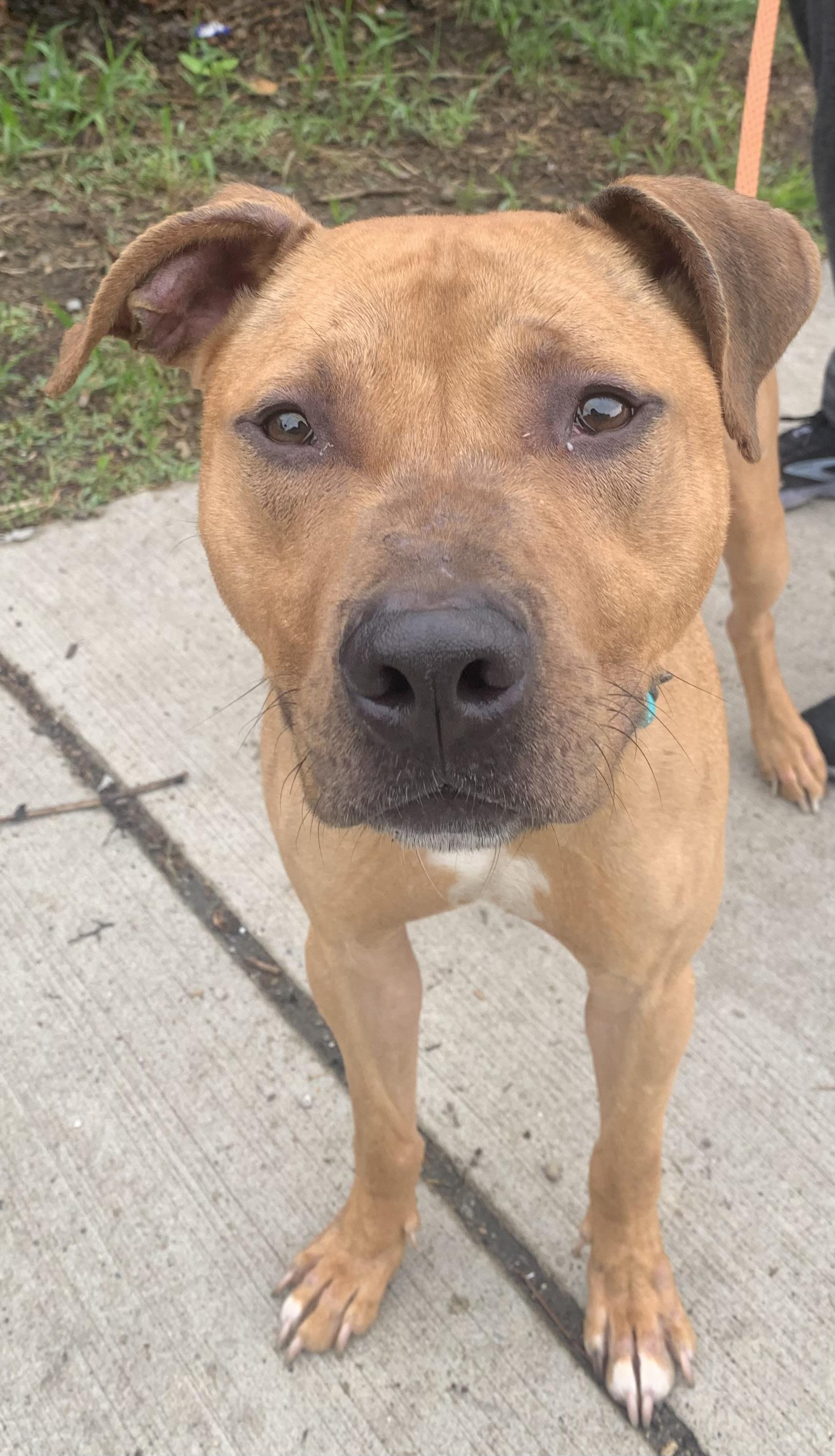 Chance, a ADOPTABLE Mixed Breed in McKeesport, PA image 6/6