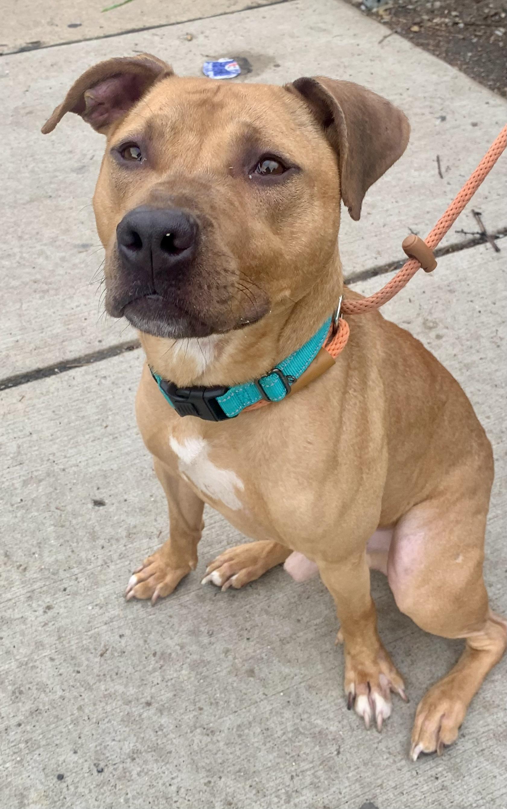 Chance, a ADOPTABLE Mixed Breed in McKeesport, PA image 3/6