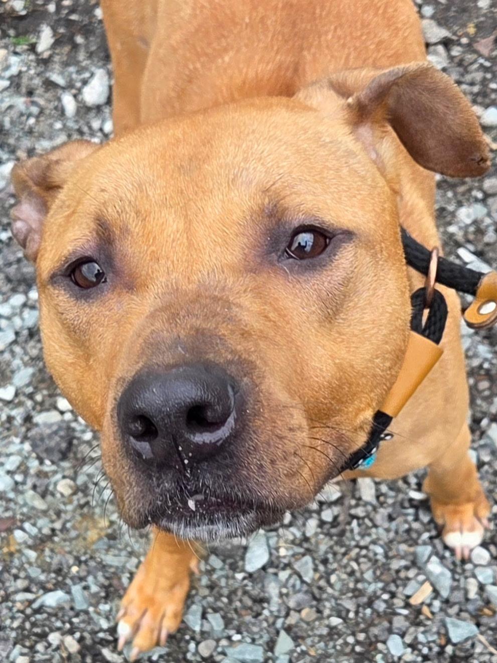Chance, a ADOPTABLE Mixed Breed in McKeesport, PA image 2/6