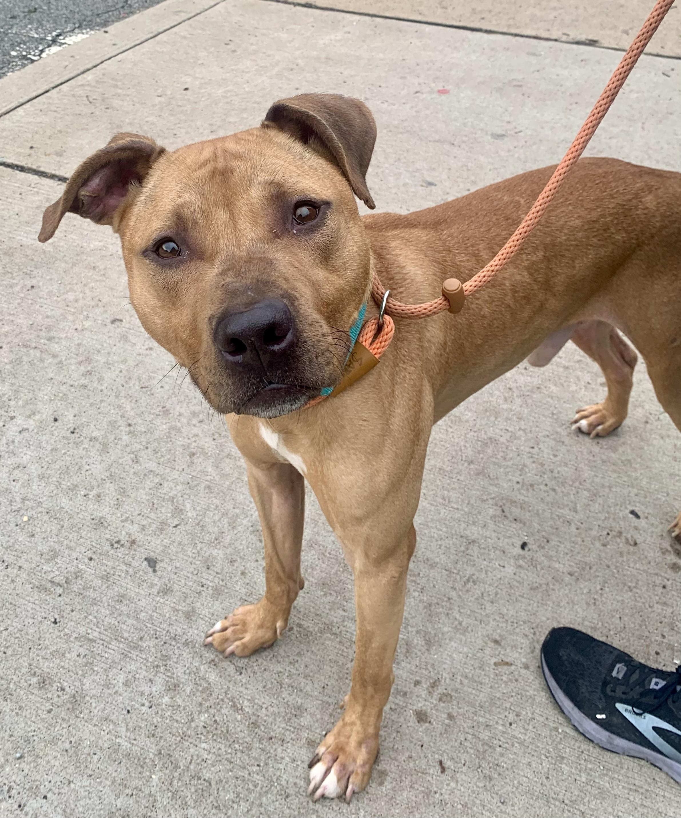 Chance, a ADOPTABLE Mixed Breed in McKeesport, PA image 1/6