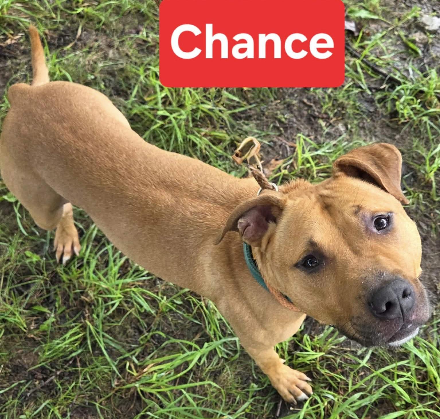 Enlarge Chance, a Adoptable Mixed Breed in McKeesport, PA image 1/6