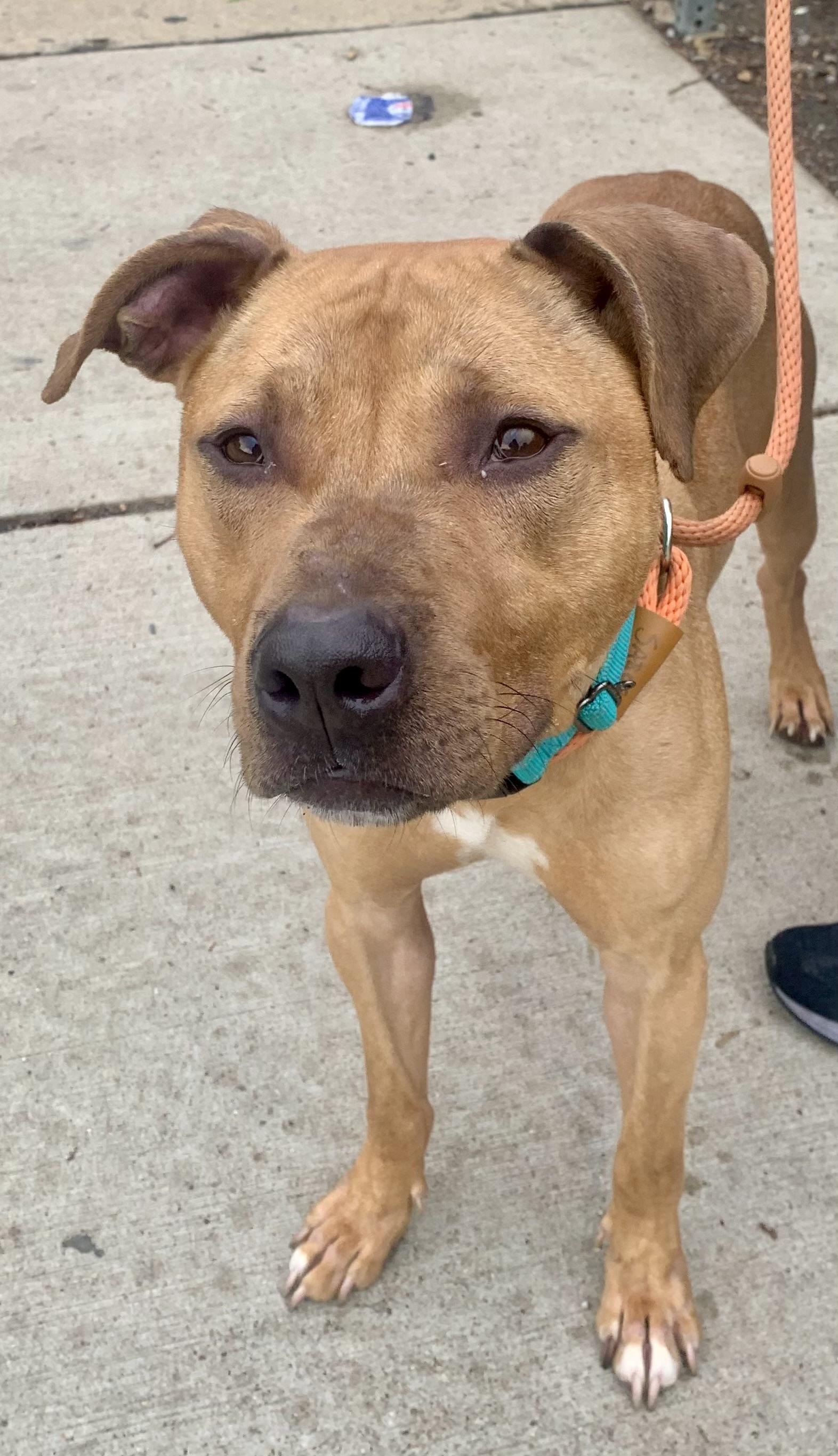 Chance, a ADOPTABLE Mixed Breed in McKeesport, PA image 5/6