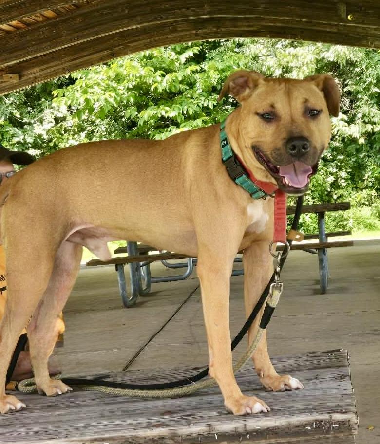 Enlarge Chance, a Adoptable Mixed Breed in McKeesport, PA image 5/6