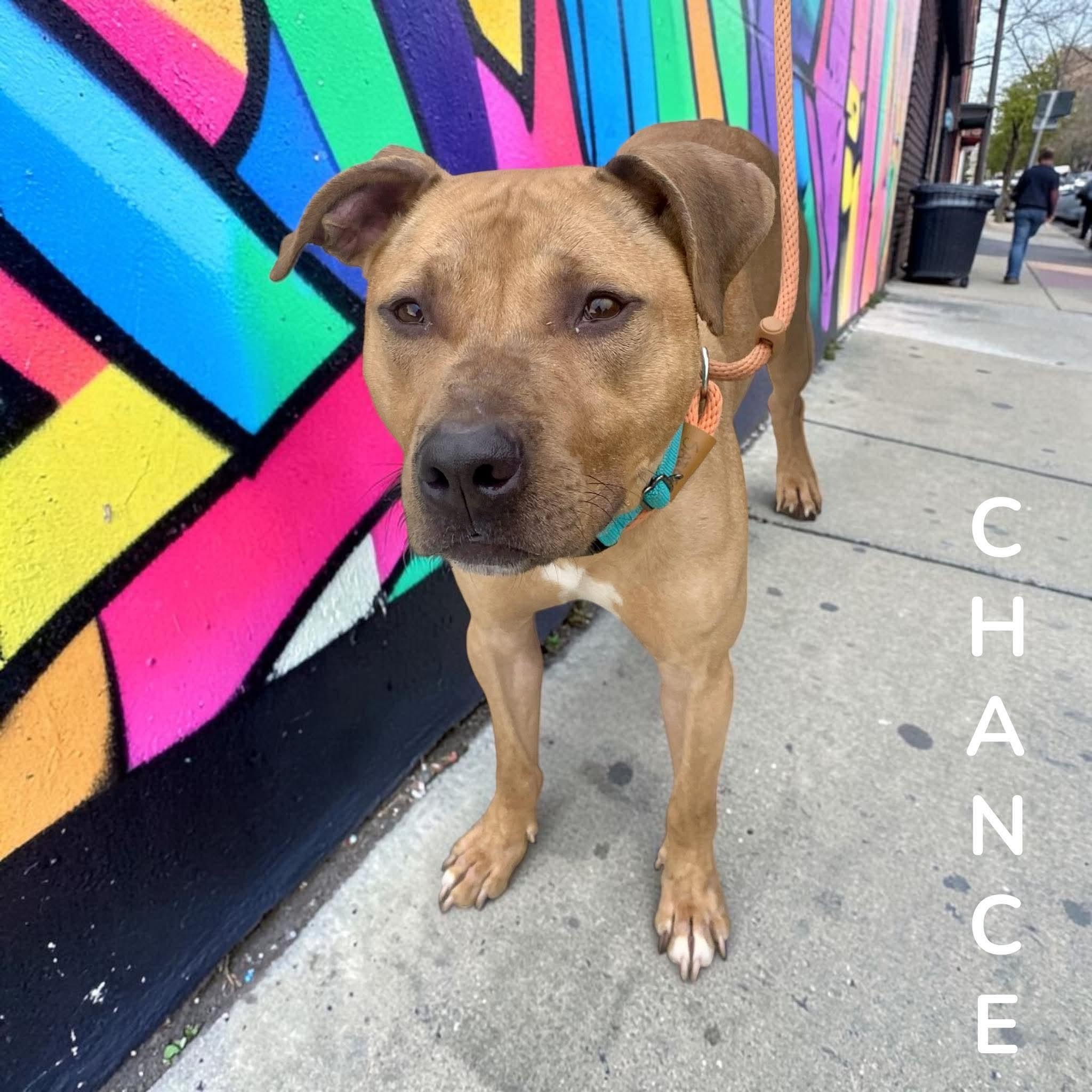 Chance, a ADOPTABLE Mixed Breed in McKeesport, PA image 5/6