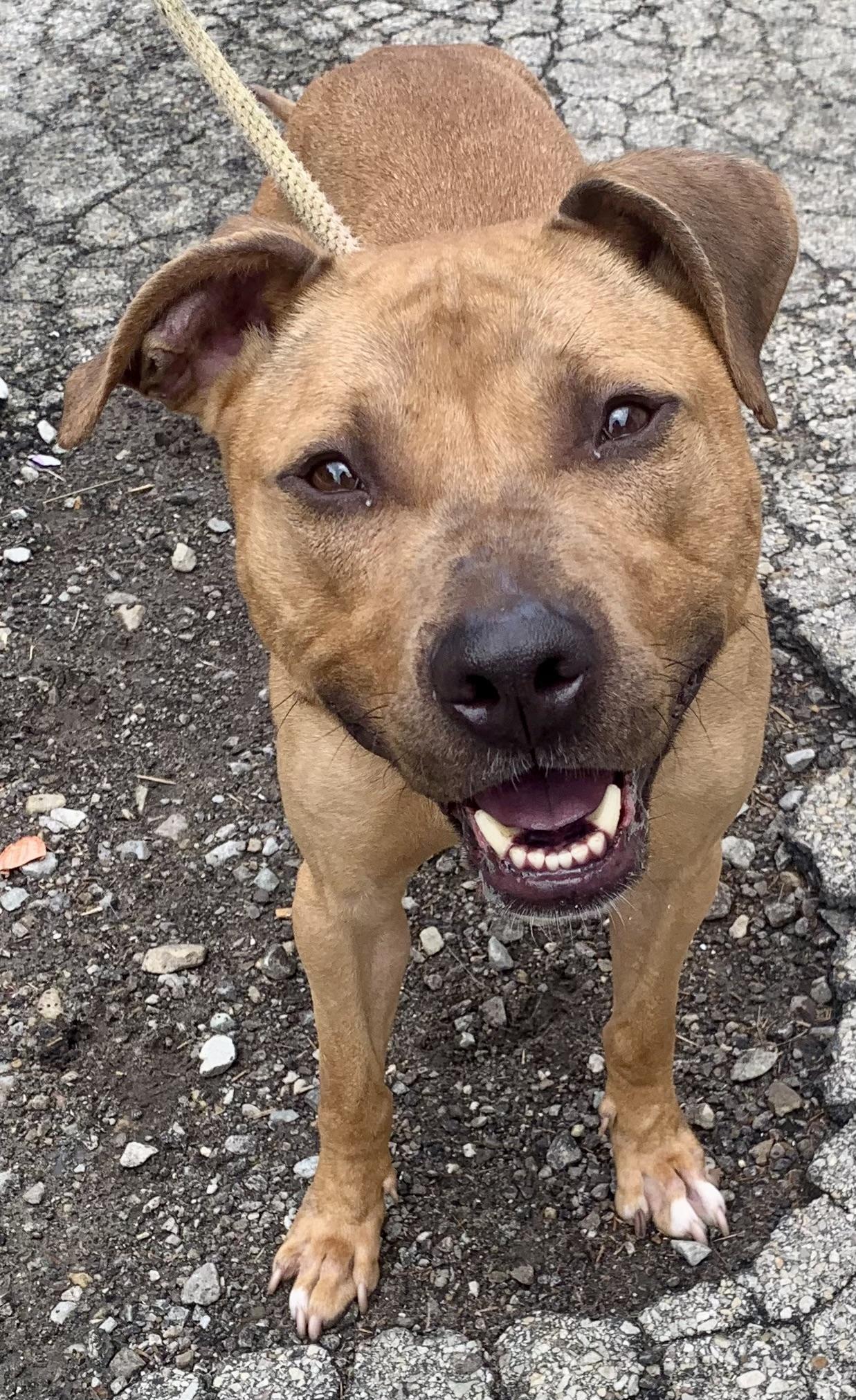 Chance, ADOPTABLE, Adult Male Mixed Breed.
