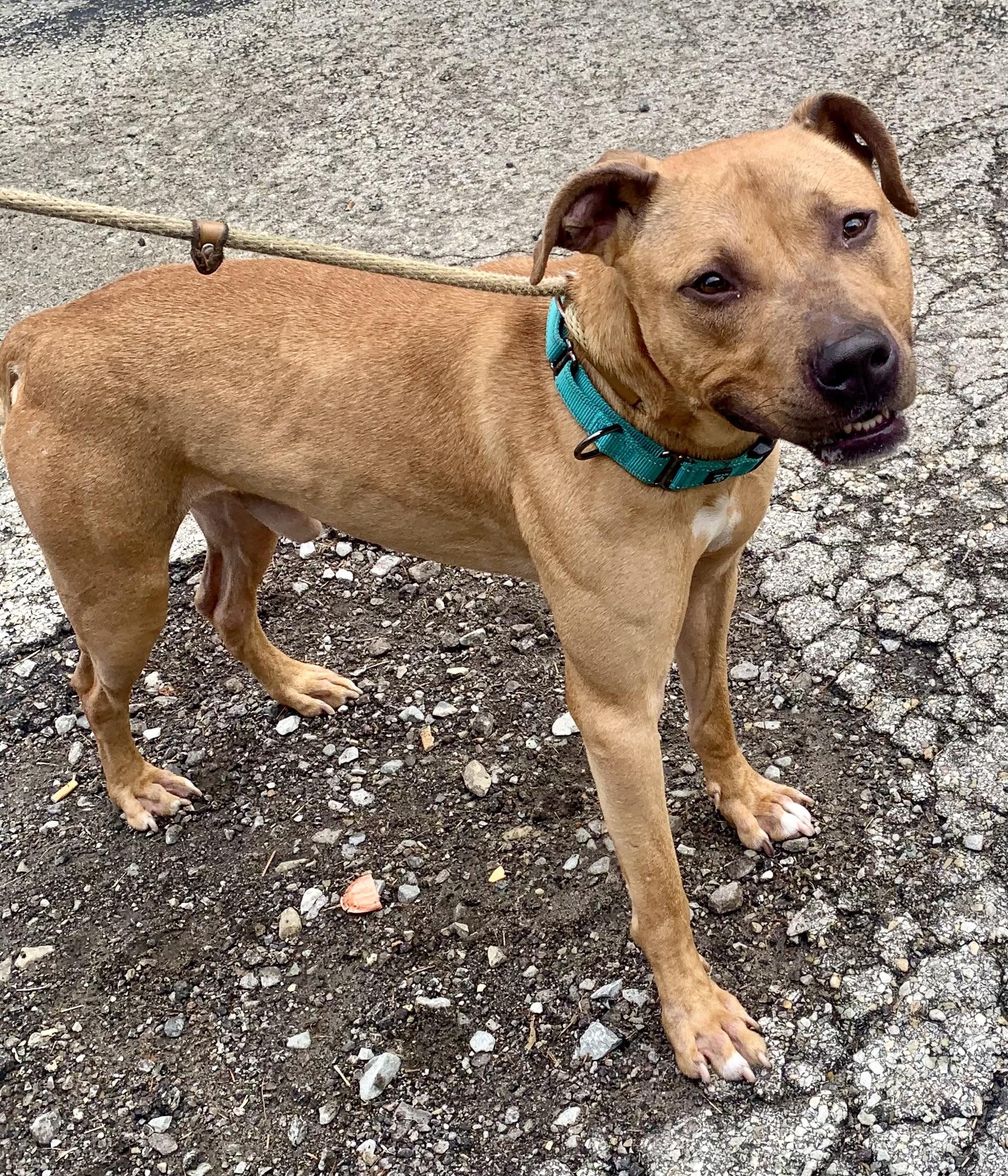 Chance, a ADOPTABLE Mixed Breed in McKeesport, PA image 6/6