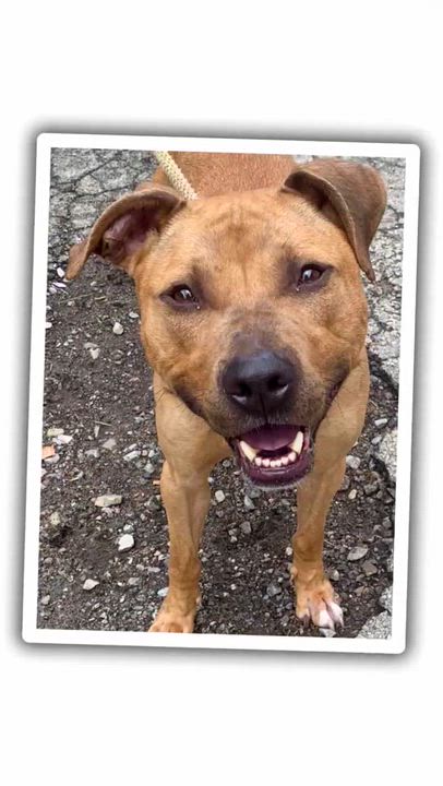 Enlarge Chance, a ADOPTABLE Mixed Breed in McKeesport, PA video 6/6