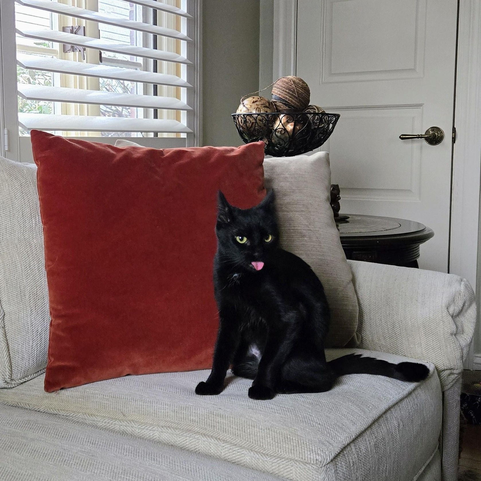 Deli, ADOPTABLE, Young Female American Shorthair.