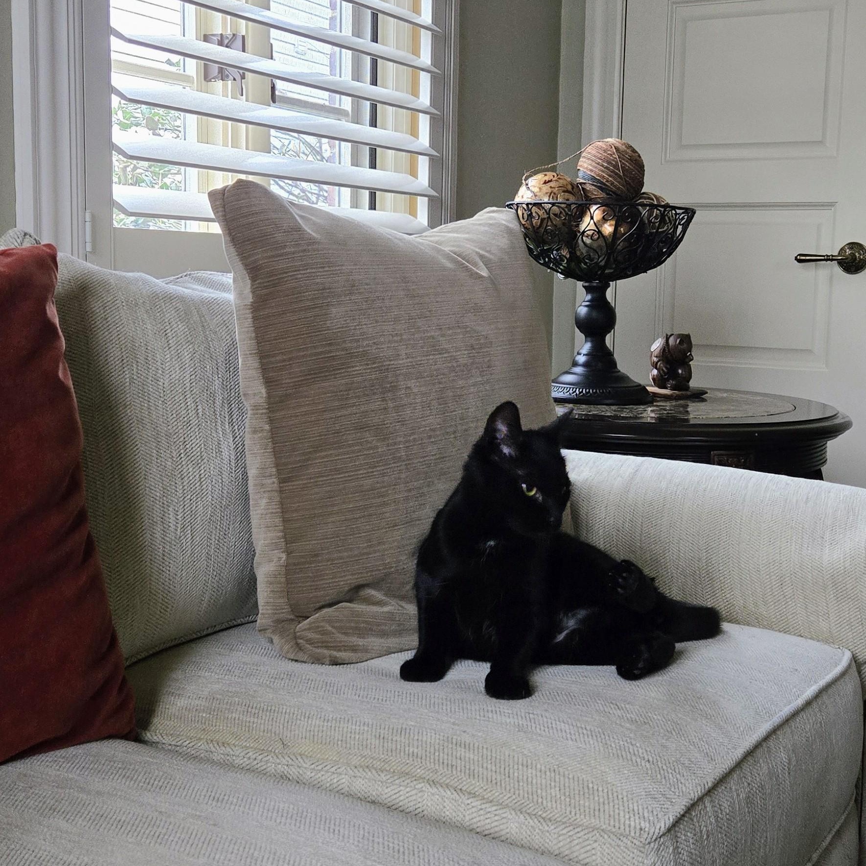 Enlarge Deli, a ADOPTABLE American Shorthair in Staten Island, NY image 6/6