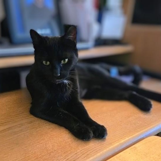 Enlarge Deli, a ADOPTABLE American Shorthair in Staten Island, NY image 2/6