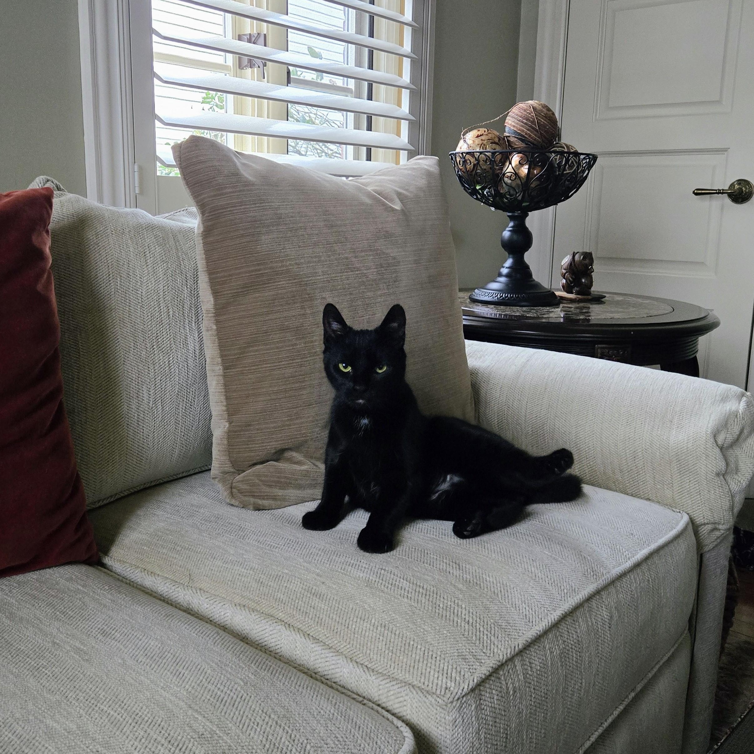 Enlarge Deli, a ADOPTABLE American Shorthair in Staten Island, NY image 3/6