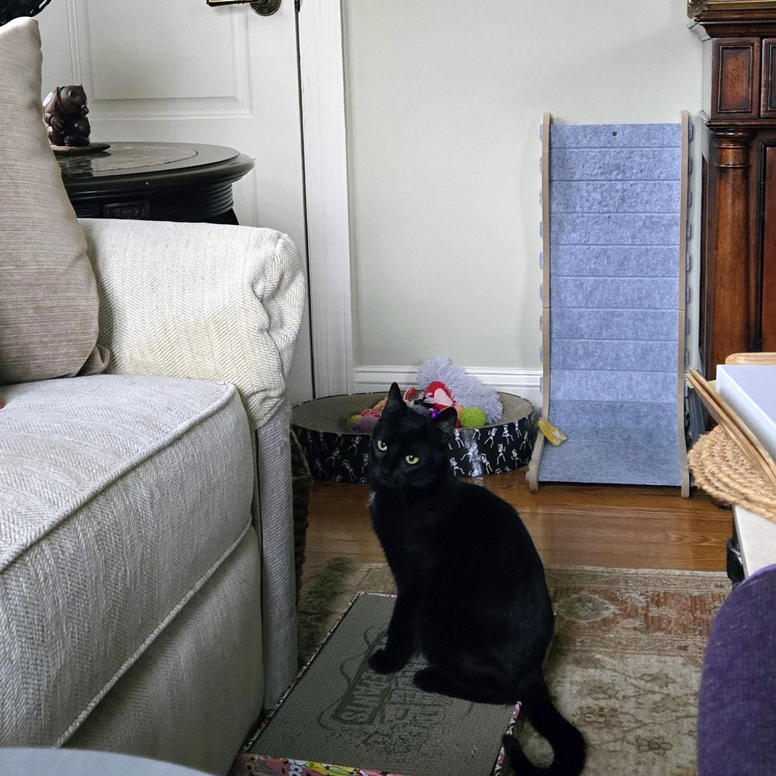 Enlarge Deli, a ADOPTABLE American Shorthair in Staten Island, NY image 5/6