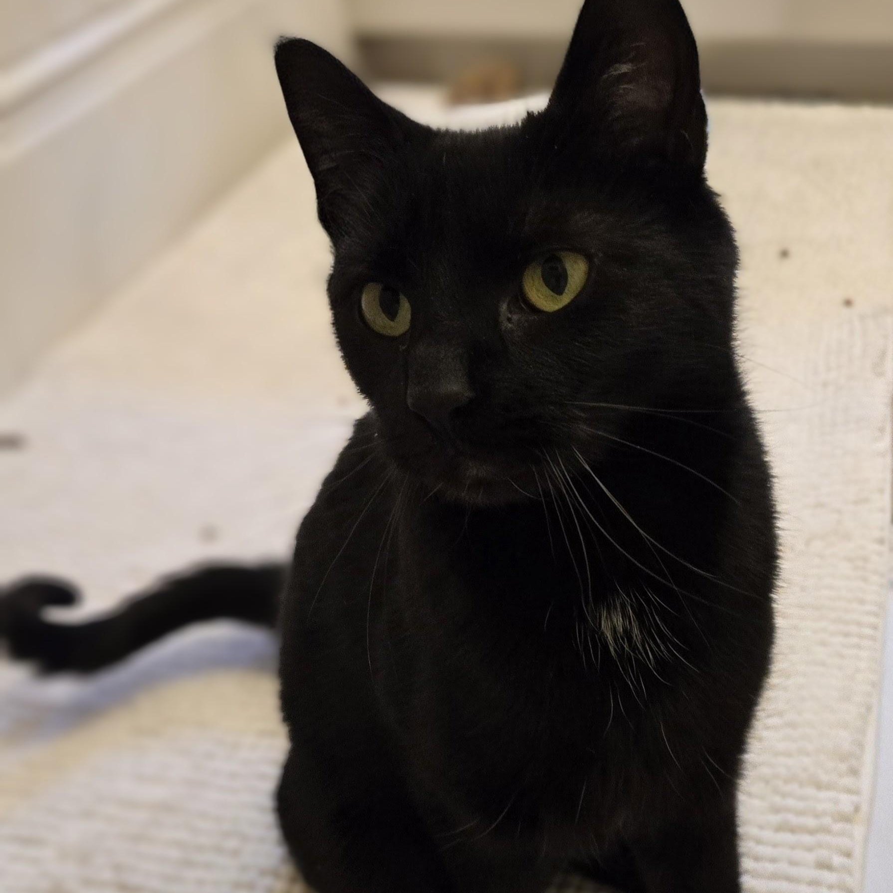 Enlarge Deli, a ADOPTABLE American Shorthair in Staten Island, NY image 4/6