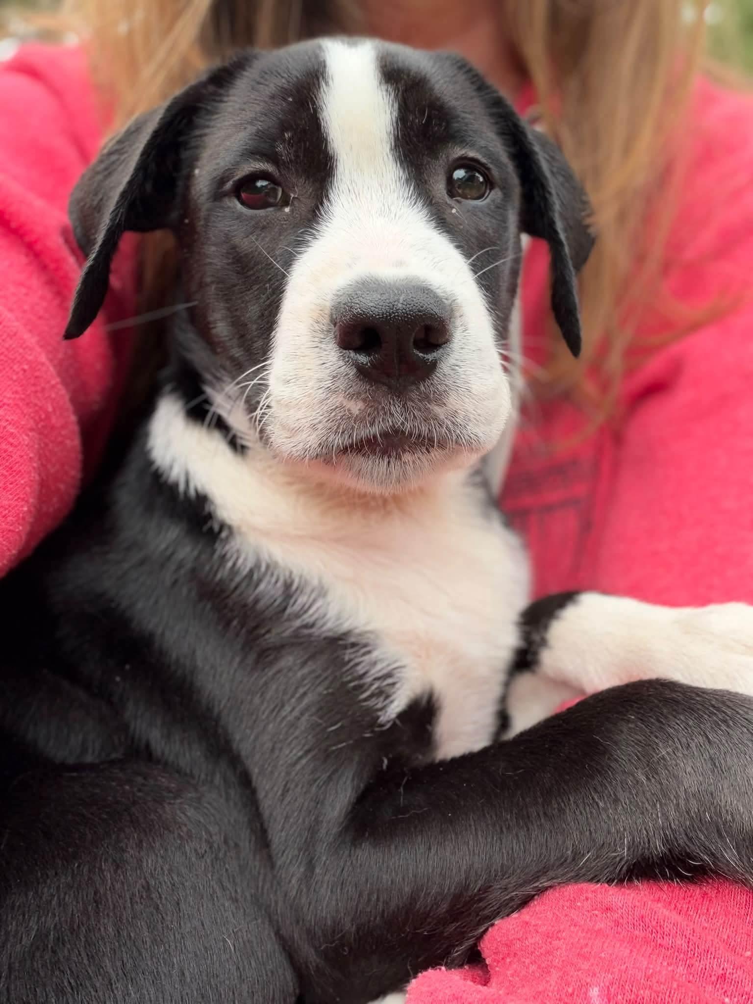 Enlarge June, a Adoptable mixed breed in Johnston, RI image 4/5