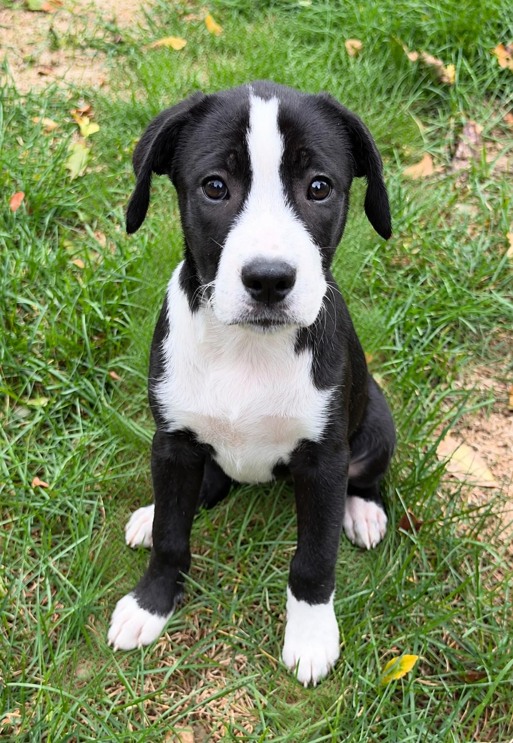 June, Adoptable, Puppy Female Retriever.