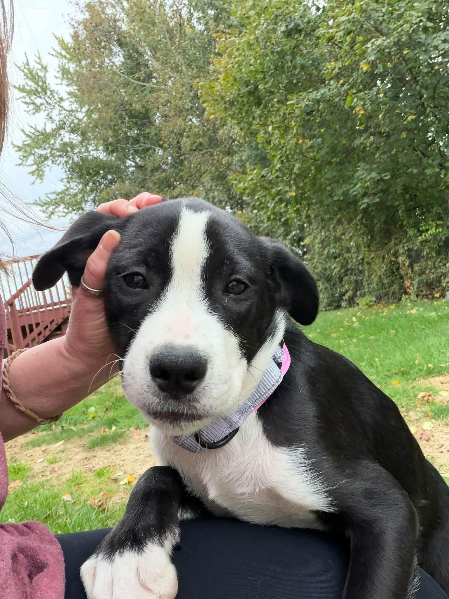 Enlarge June, a Adoptable mixed breed in Johnston, RI image 5/5