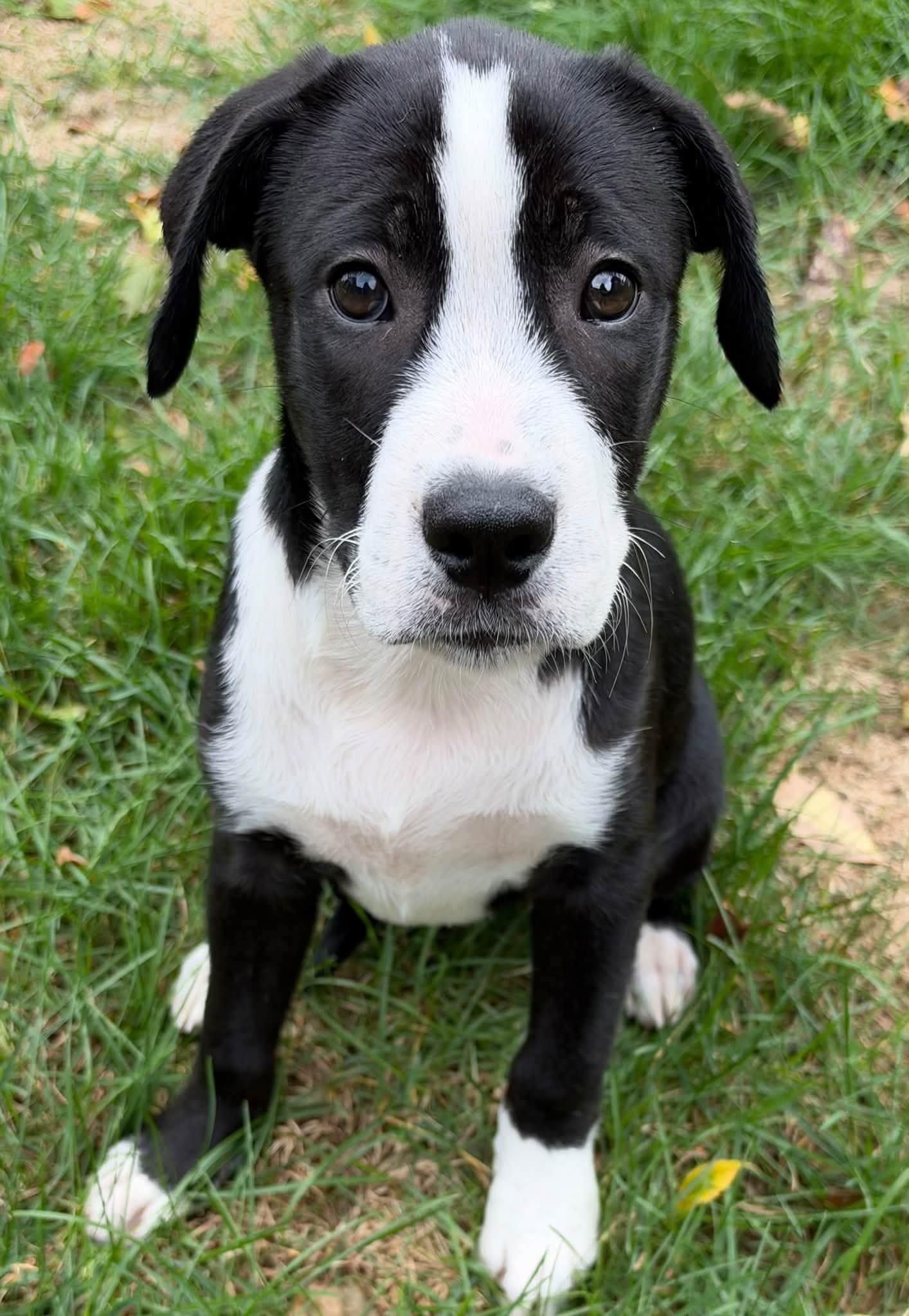 Enlarge June, a Adoptable mixed breed in Johnston, RI image 2/5