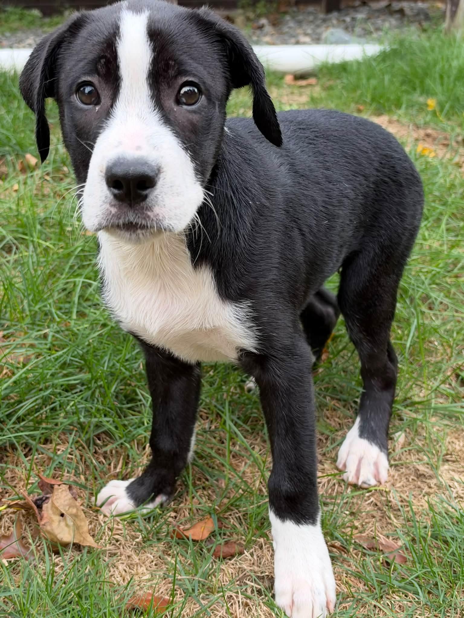 Enlarge June, a Adoptable mixed breed in Johnston, RI image 3/5