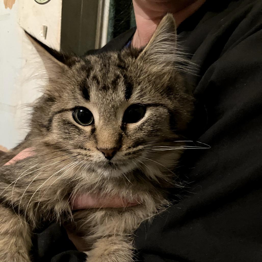 Tock, Adoptable, Kitten Male Domestic Long Hair.