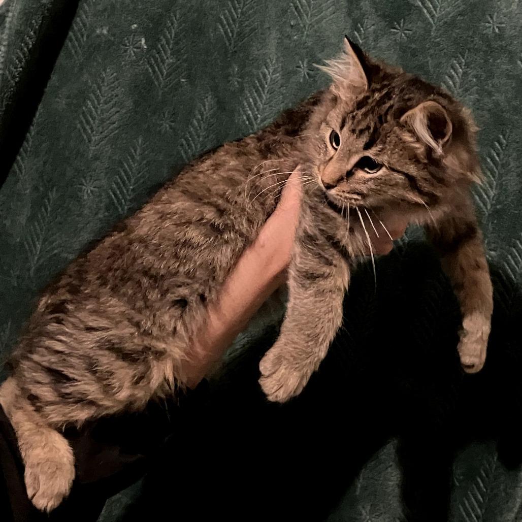 Tock, a Adoptable Domestic Long Hair in Amory, MS image 2/3