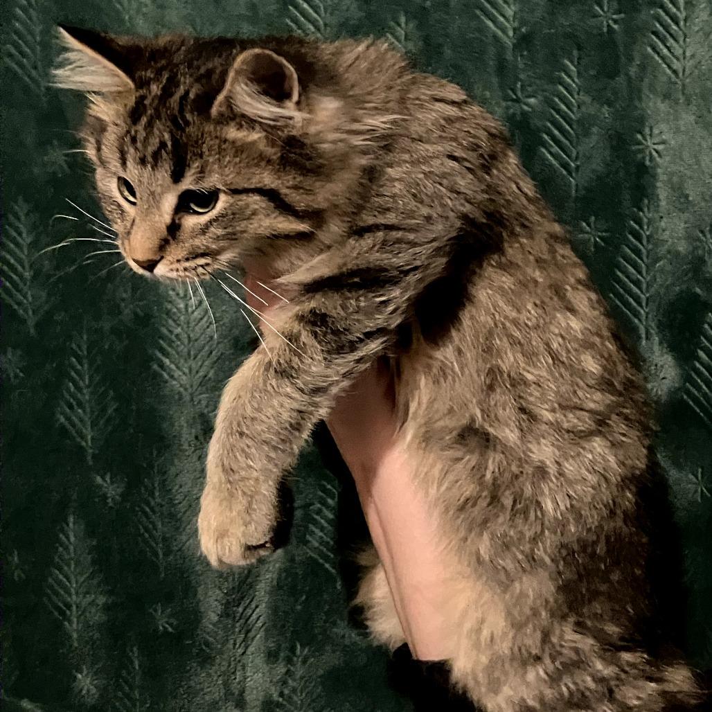 Tock, a Adoptable Domestic Long Hair in Amory, MS image 3/3