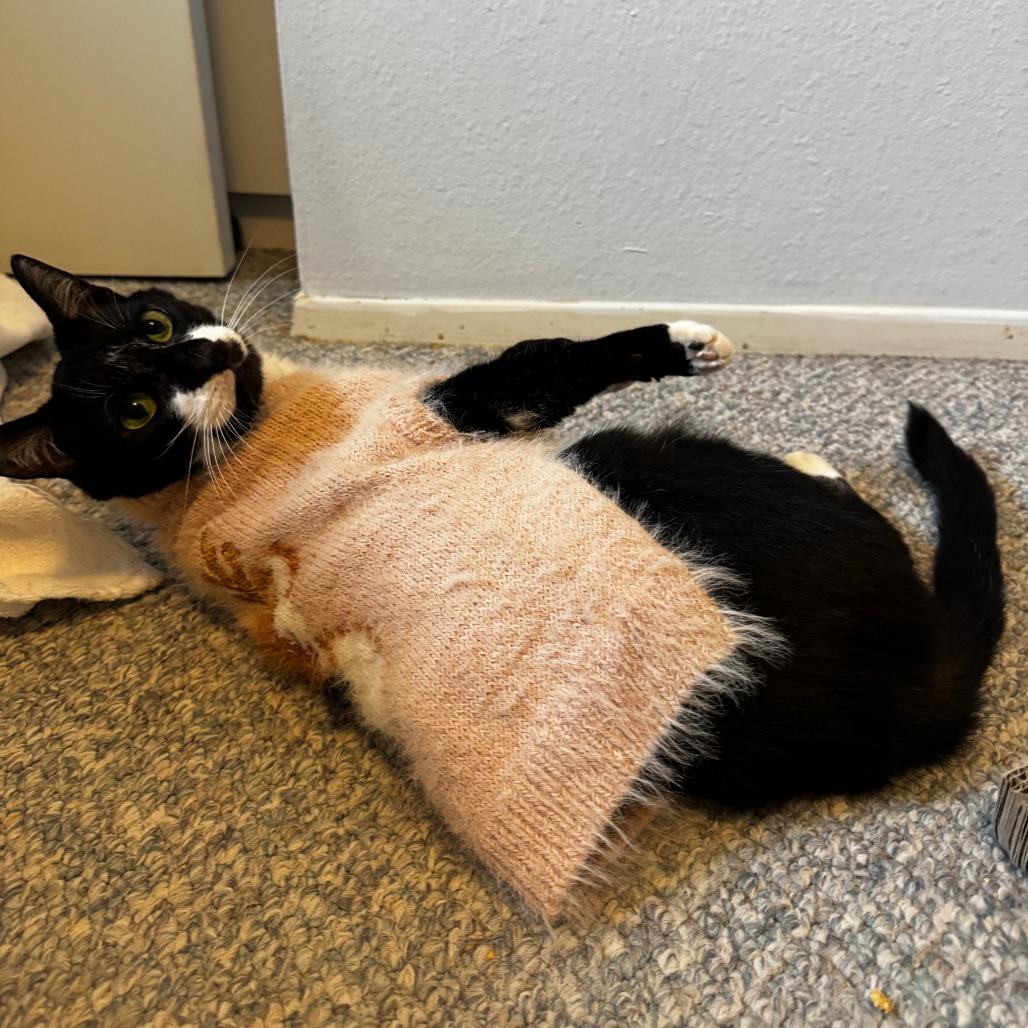 Enlarge Tiny Tim, a Adoptable Domestic Short Hair in Tacoma, WA image 1/3