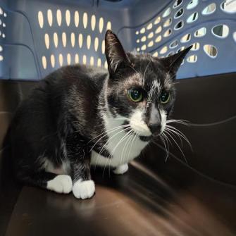 Enlarge Tiny Tim, a Adoptable Domestic Short Hair in Tacoma, WA image 2/3