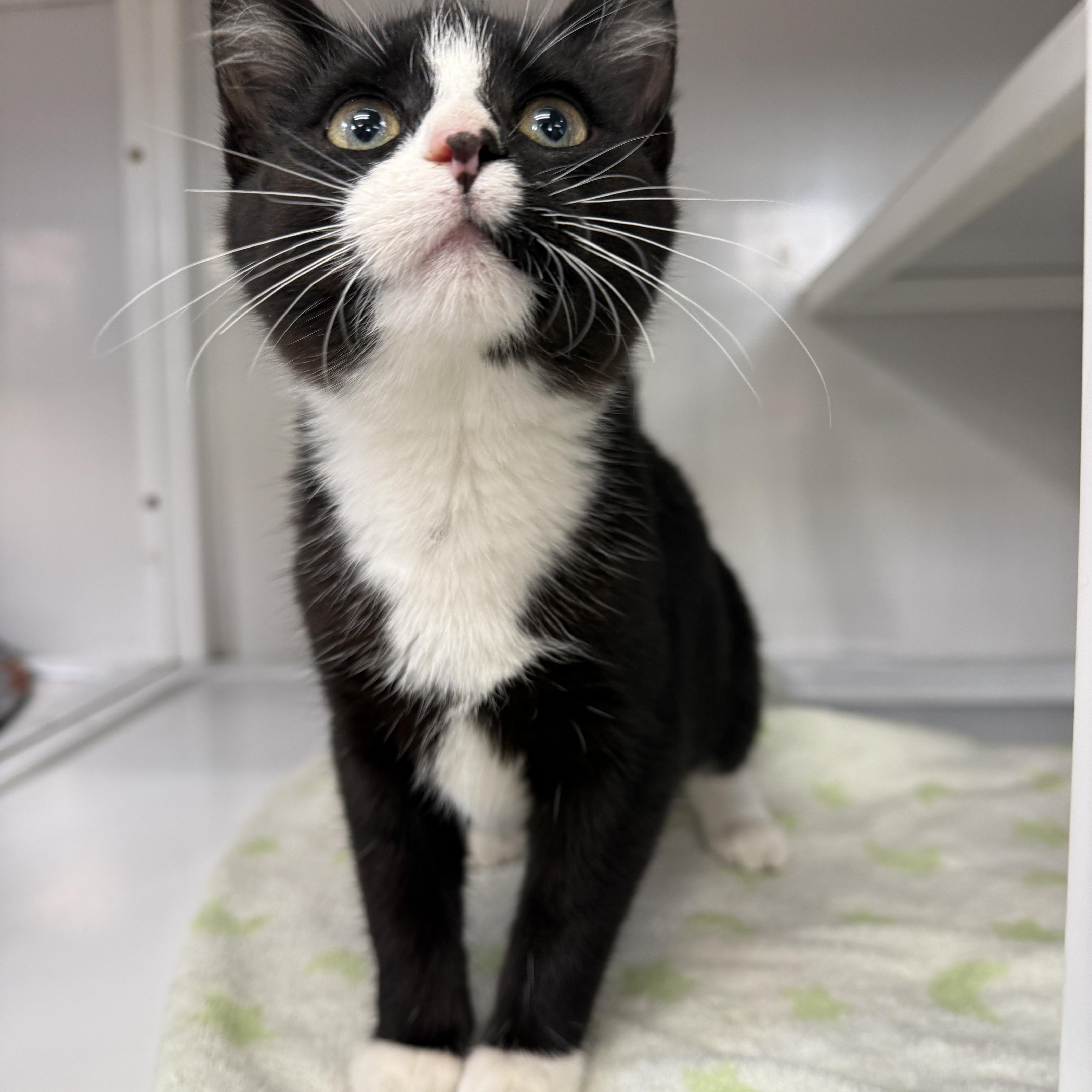 Shock, Adopted, Kitten Female Domestic Short Hair.