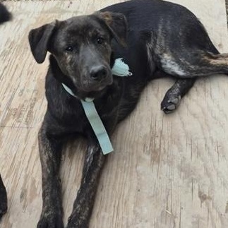Dream, ADOPTABLE, Puppy Female Black Labrador Retriever & Shepherd.