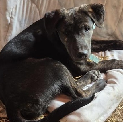 Dream, a ADOPTABLE mixed breed in Richmond Hill, ON image 2/2