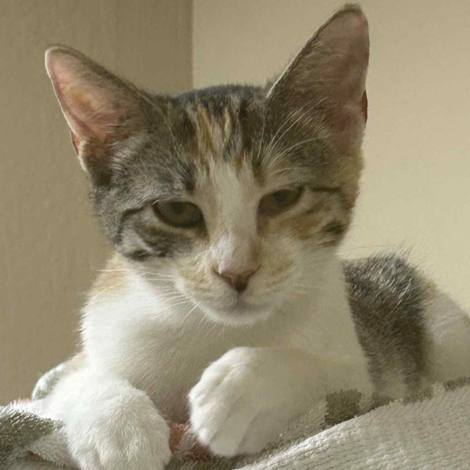 Ginger, Adoptable, Young Female Domestic Short Hair.