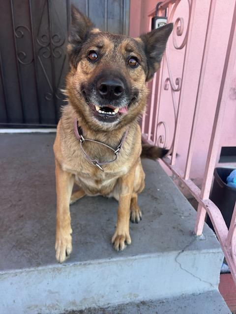 Roxy Roxanne!!, Adult Female German Shepherd Dog