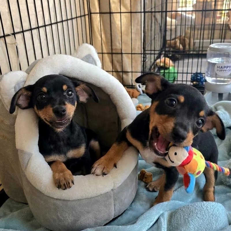 Enlarge Hambone (and Hercules), an adopted Chihuahua in Athens, AL image 3/3