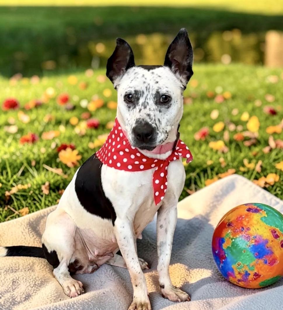 Enlarge Purdy, a Adoptable mixed breed in Perry, IA image 5/6