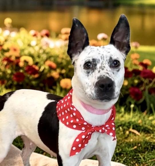 Enlarge Purdy, a Adoptable mixed breed in Perry, IA image 4/6