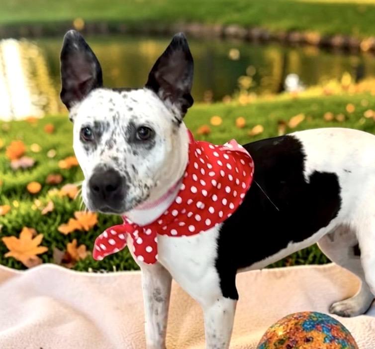 Enlarge Purdy, a Adoptable mixed breed in Perry, IA image 2/6