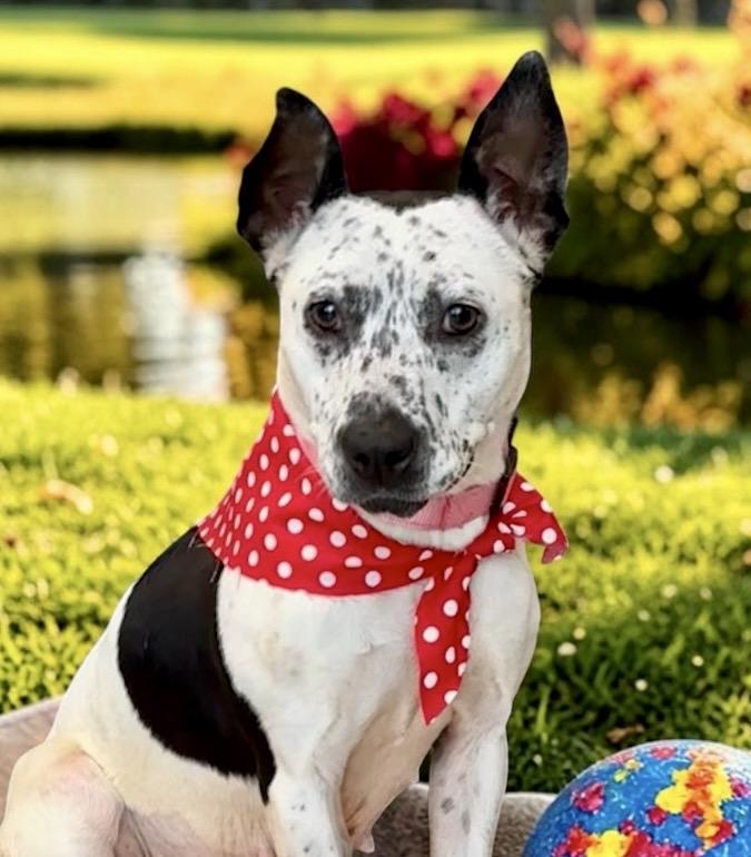 Purdy, Adoptable, Adult Female Cattle Dog & Terrier.