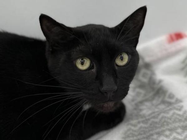 Jack, Adoptable, Adult Male Domestic Short Hair.