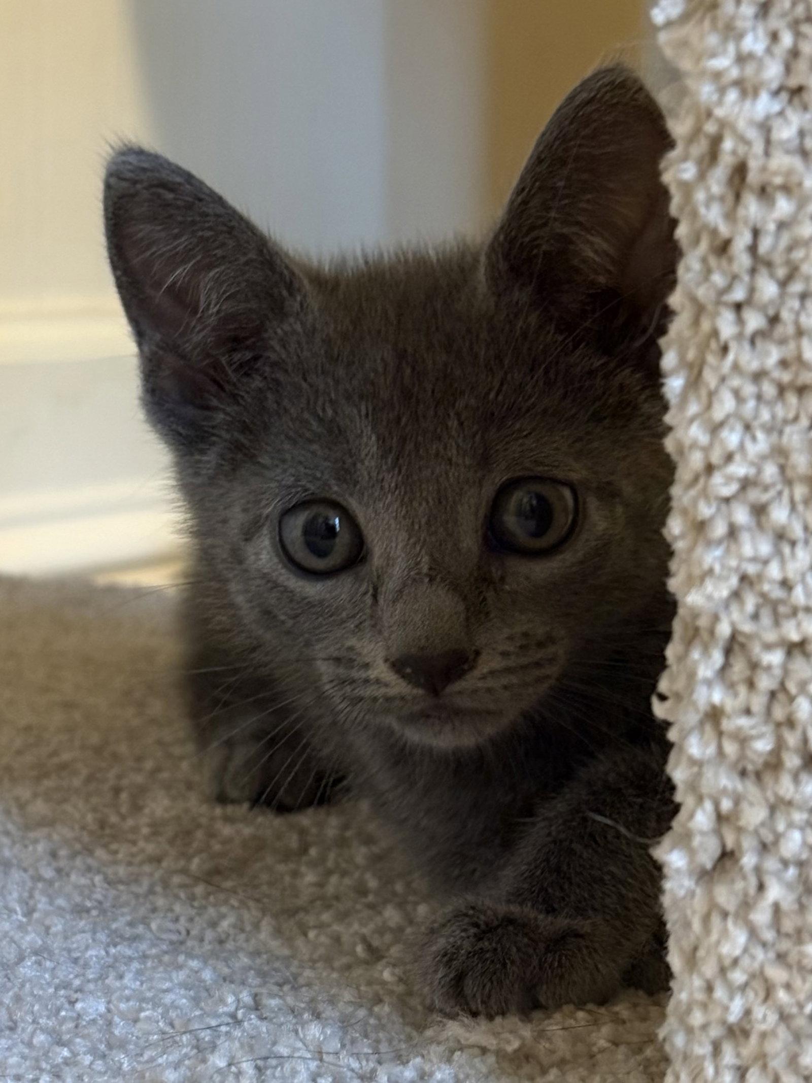 Royal, Adopted, Kitten Female Domestic Short Hair.