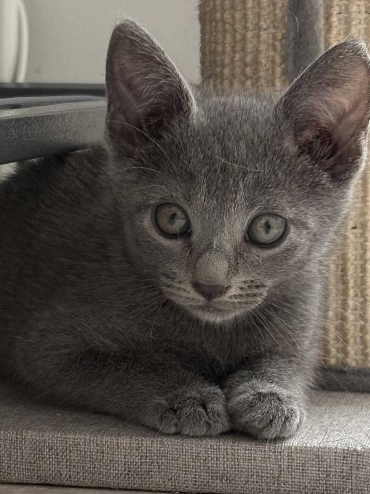 Enlarge Royal, a Adopted Domestic Short Hair in Seaford, DE image 2/3