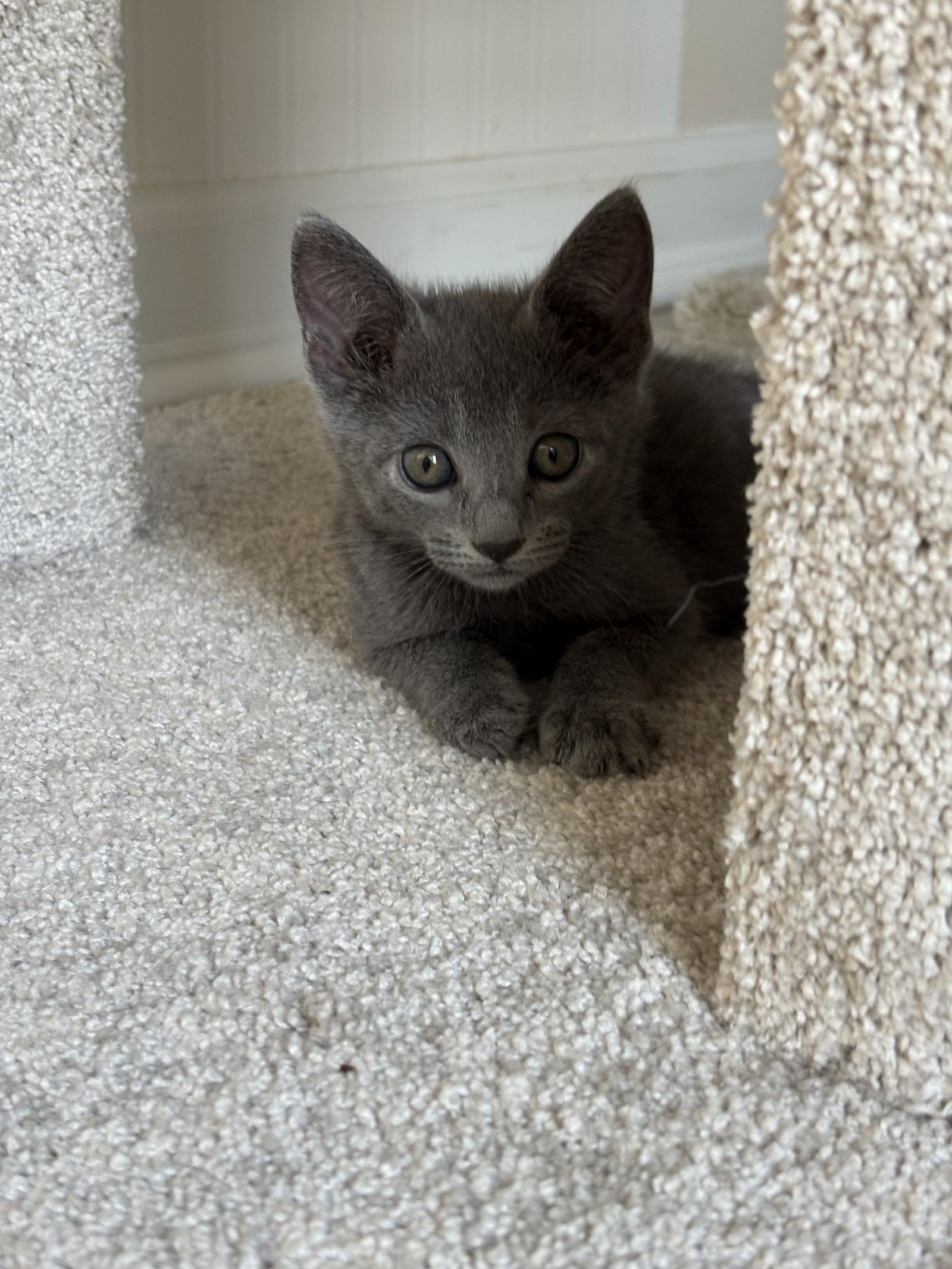 Enlarge Royal, a Adopted Domestic Short Hair in Seaford, DE image 3/3