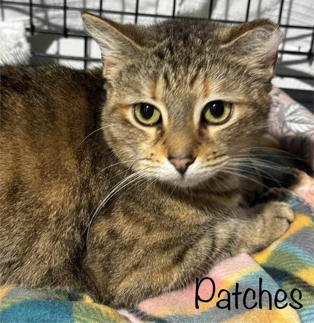 Patches, Adopted, Adult Female Tabby.