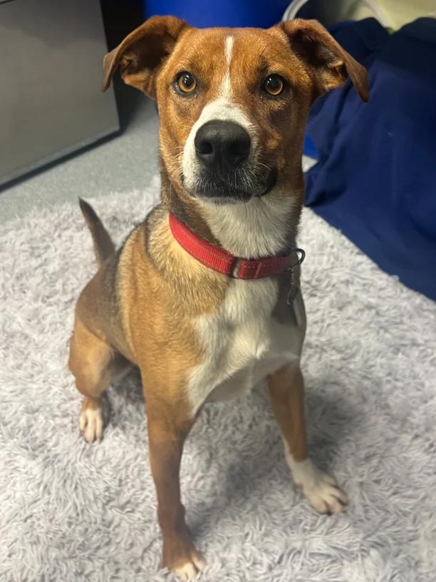 Rambo, ADOPTABLE, Adult Male Mixed Breed.