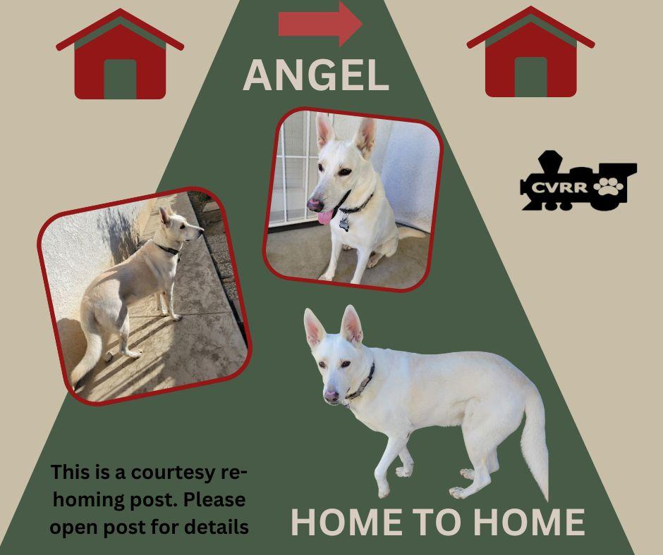*Angel* HOME TO HOME, Adoptable, Adult Male German Shepherd Dog.