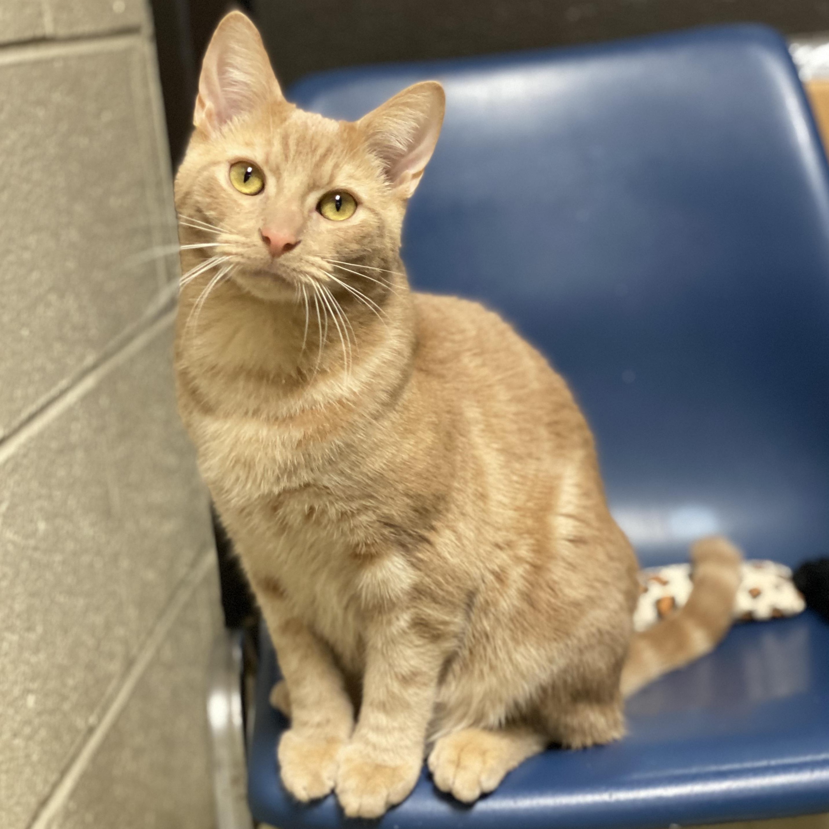 Groot, adoptable, Young Male Domestic Short Hair.