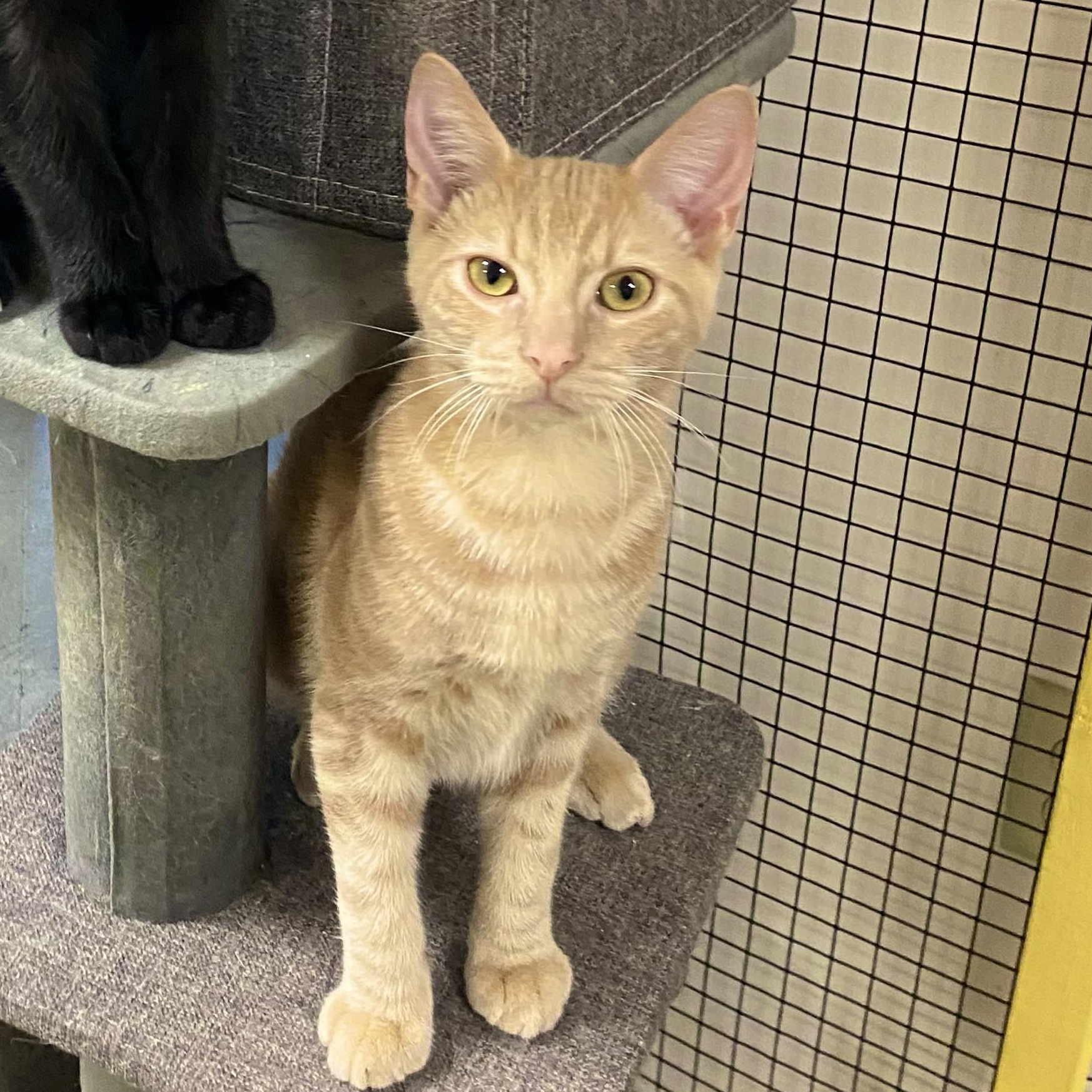 Groot, a Adoptable Domestic Short Hair in Collierville, TN image 5/11