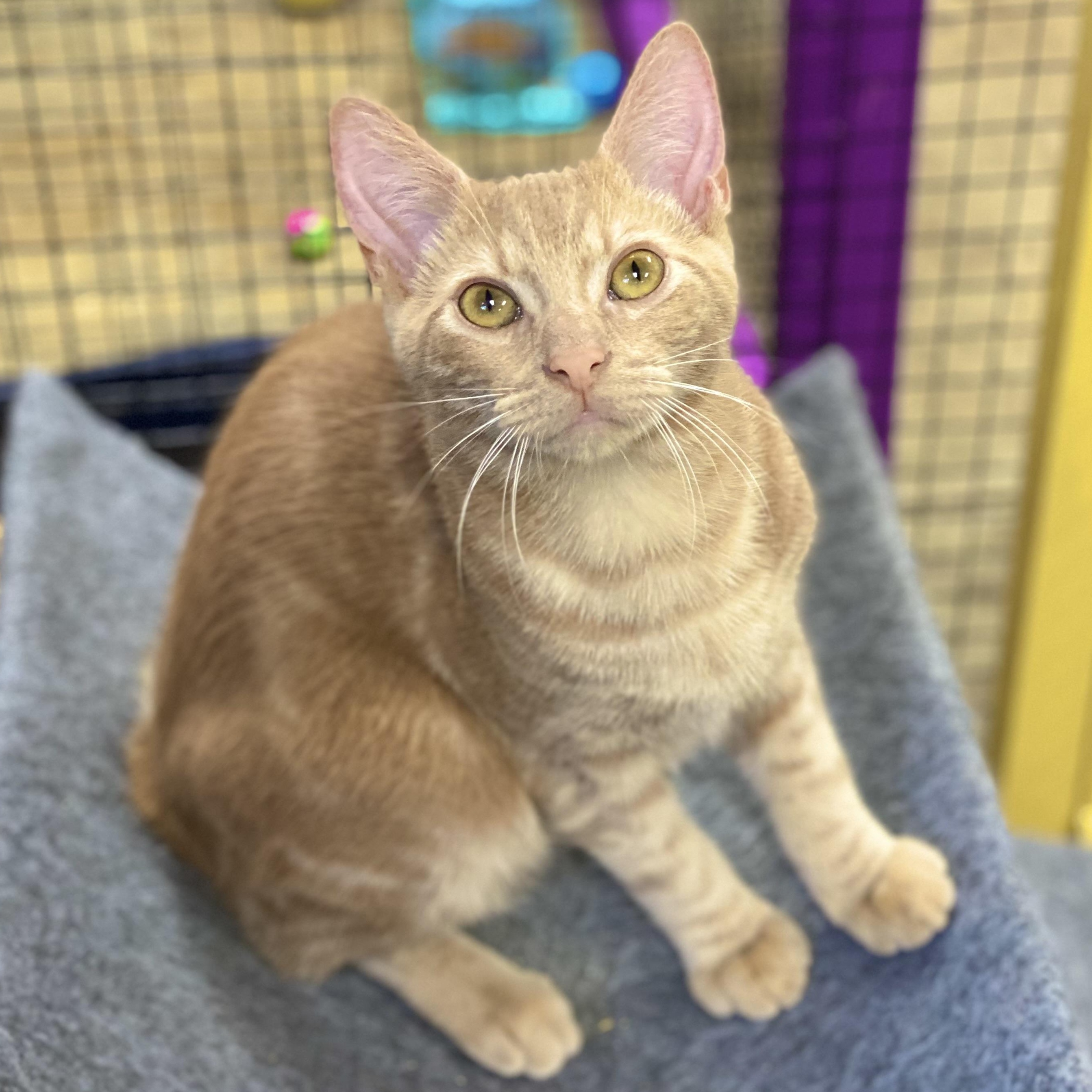 Enlarge Groot, a Adoptable Domestic Short Hair in Collierville, TN image 7/11