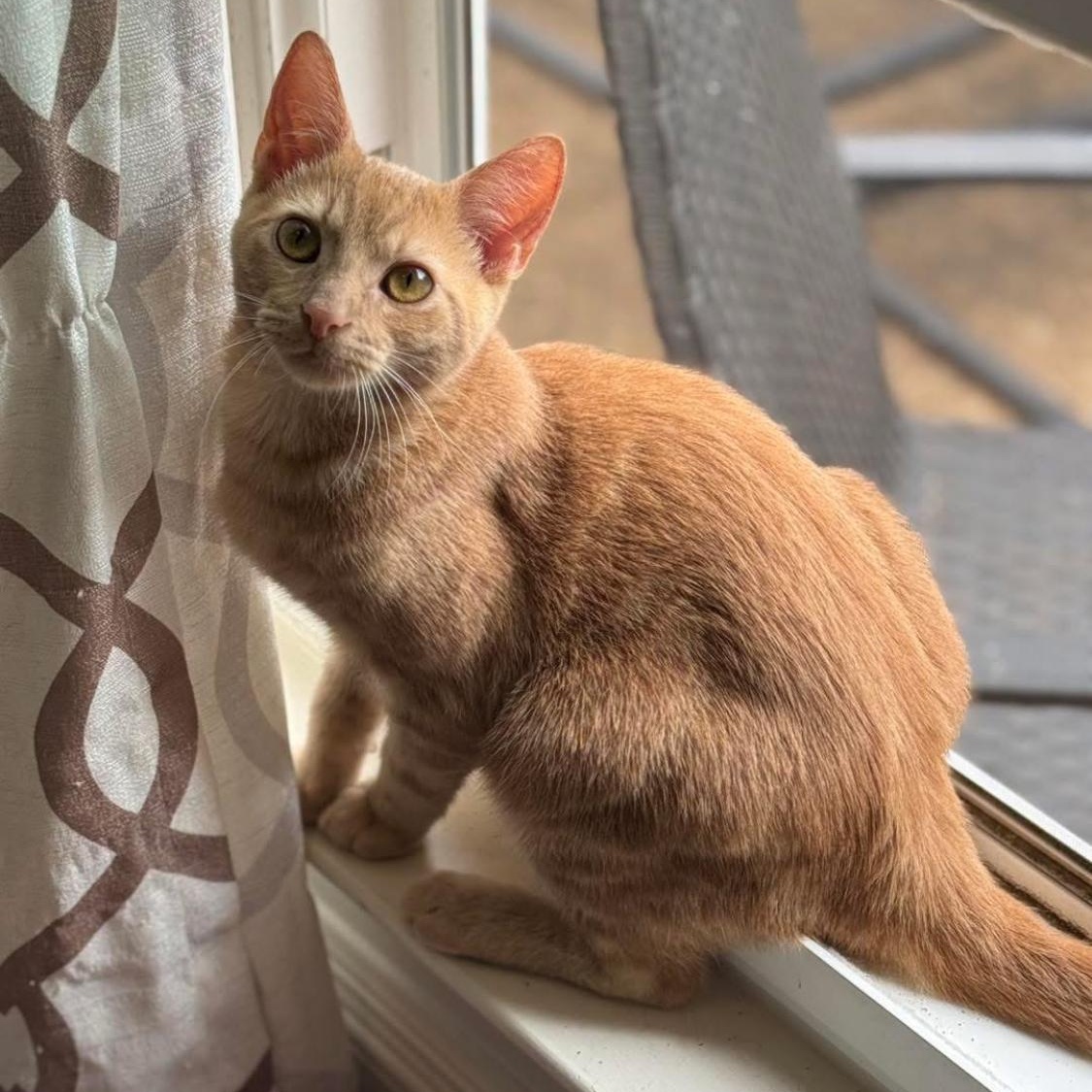 Enlarge Groot, a Adoptable Domestic Short Hair in Collierville, TN image 9/11